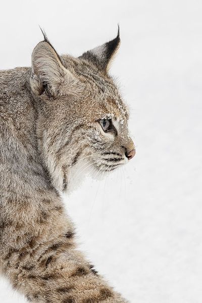 Bobcat in snow-Lynx rufus-controlled situation-Montana